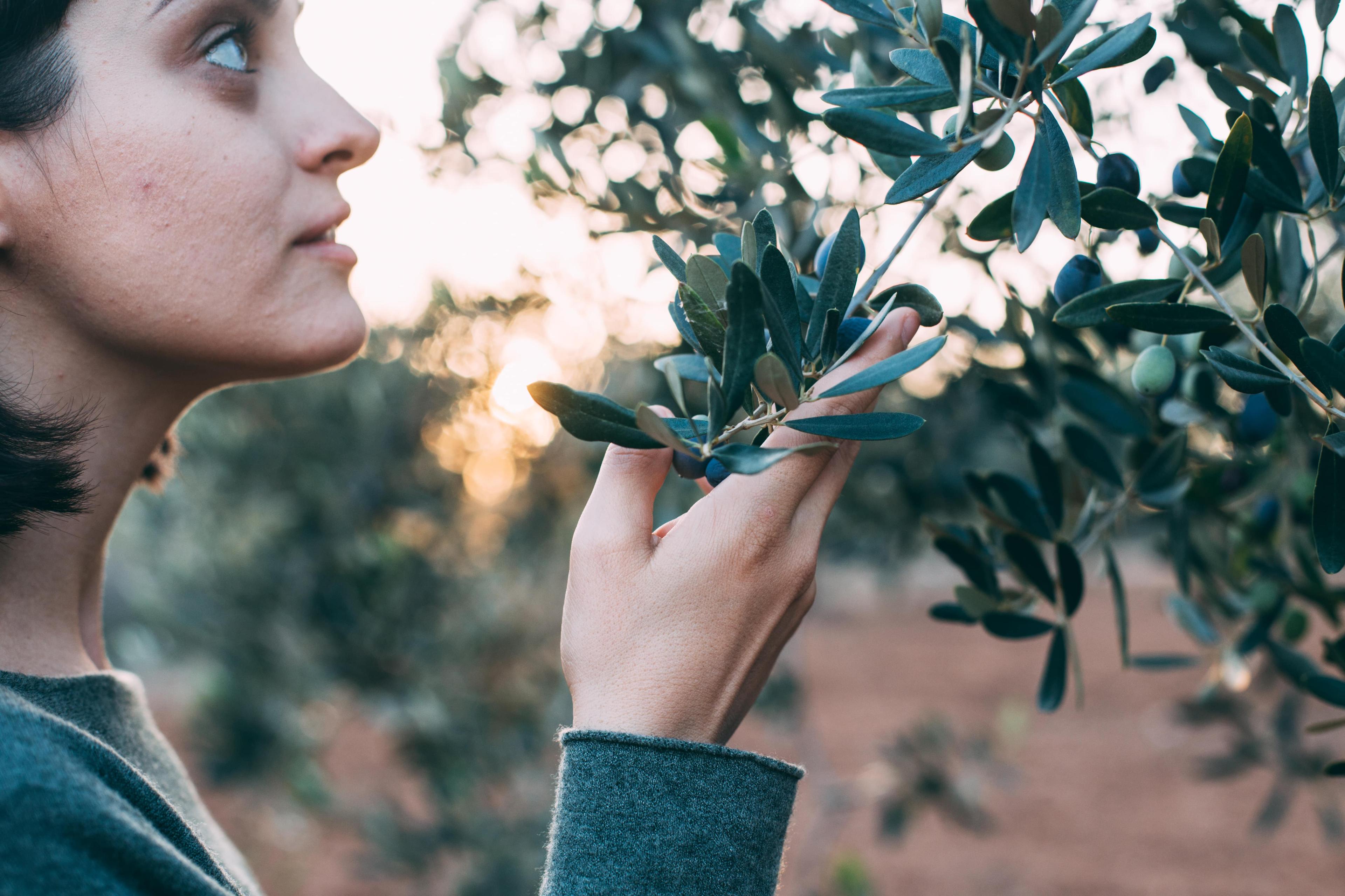 Villa-Based Olive Oil & Cooking Experience in Istria